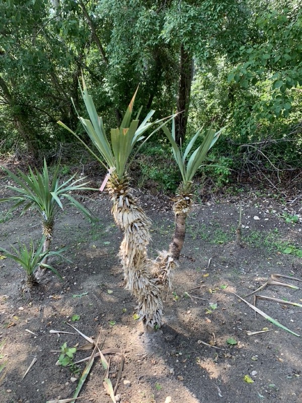 Yucca palms grown in Franklinville, NJ