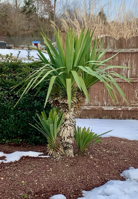 Yucca palms grown in Franklinville, NJ