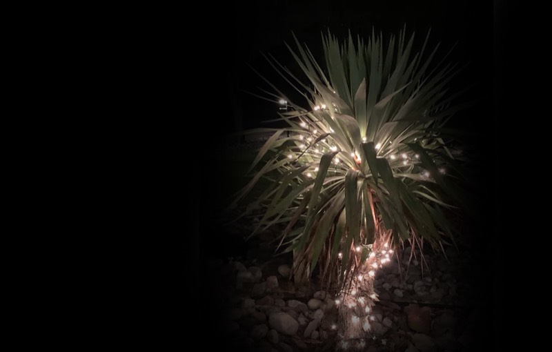 Yucca palms grown in Franklinville, NJ
