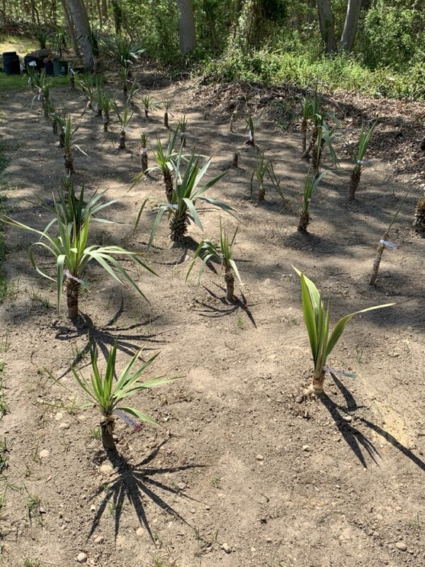 Yucca palms grown in Franklinville, NJ
