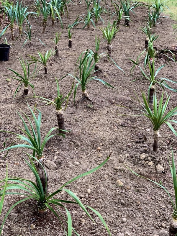 Yucca palms grown in Franklinville, NJ