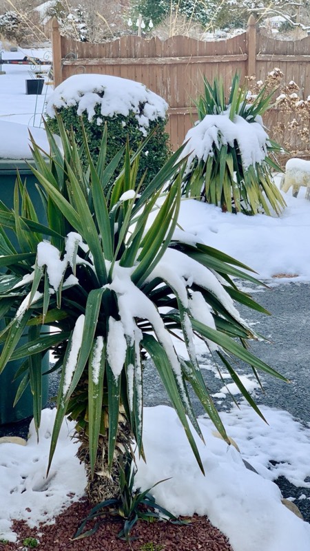 Yucca palms grown in Franklinville, NJ