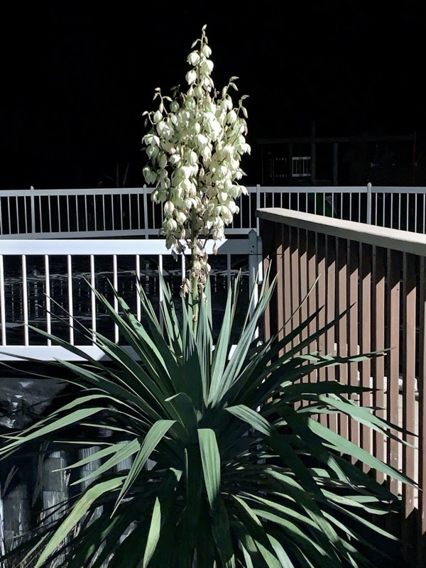 Yucca palms grown in Franklinville, NJ