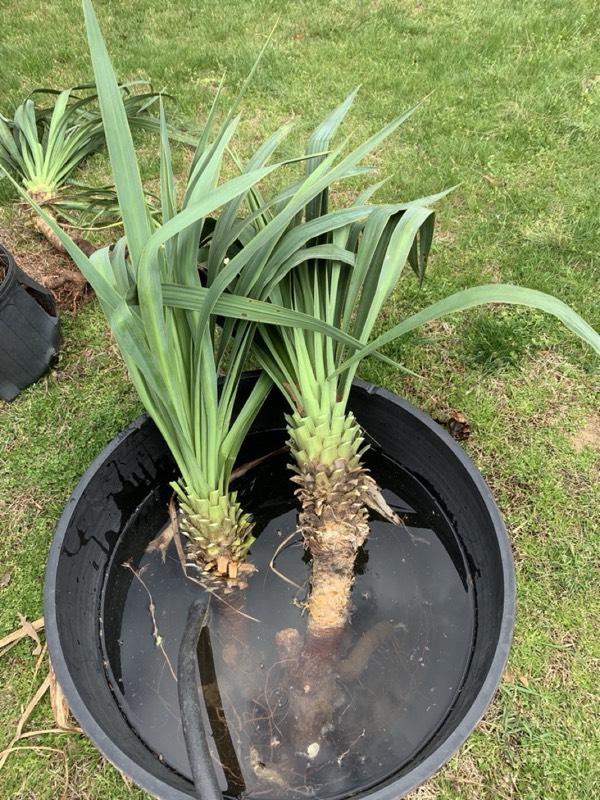 Yucca palms grown in Franklinville, NJ