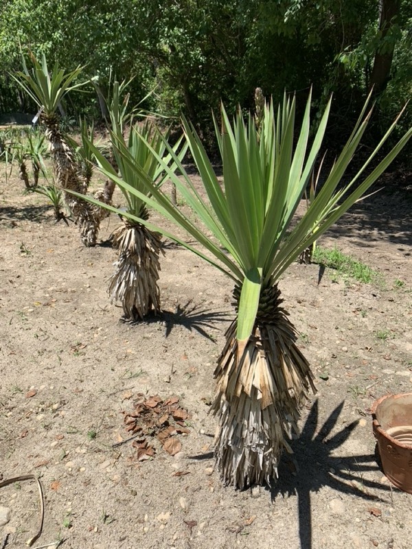 Yucca palms grown in Franklinville, NJ