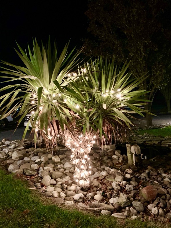 Yucca palms grown in Franklinville, NJ