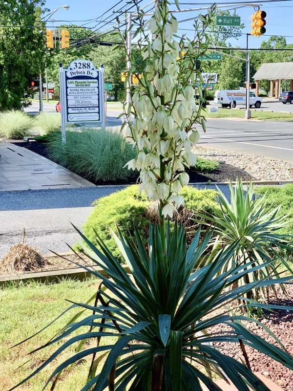 Yucca palms grown in Franklinville, NJ