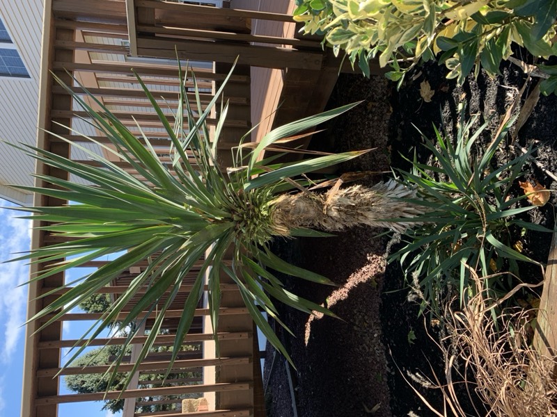 Yucca palms grown in Franklinville, NJ