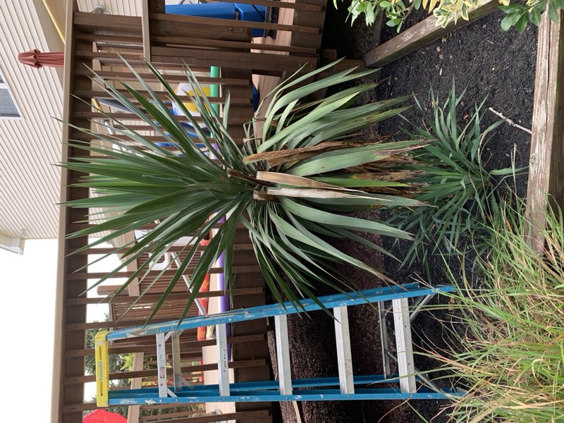 Yucca palms grown in Franklinville, NJ