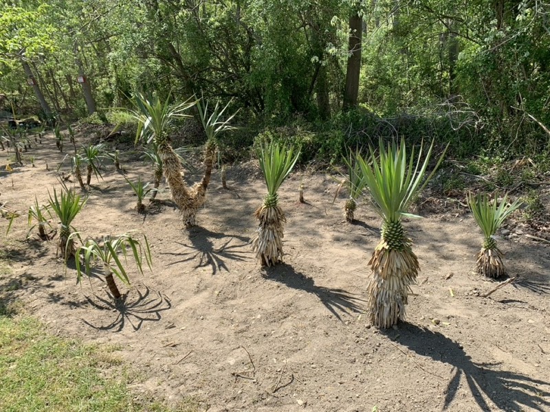 Yucca palms grown in Franklinville, NJ