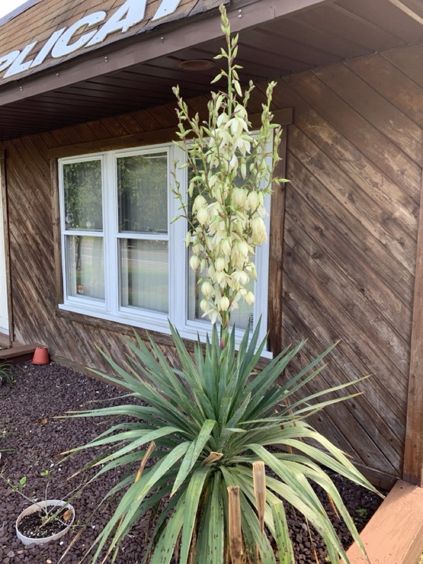 Yucca palms grown in Franklinville, NJ