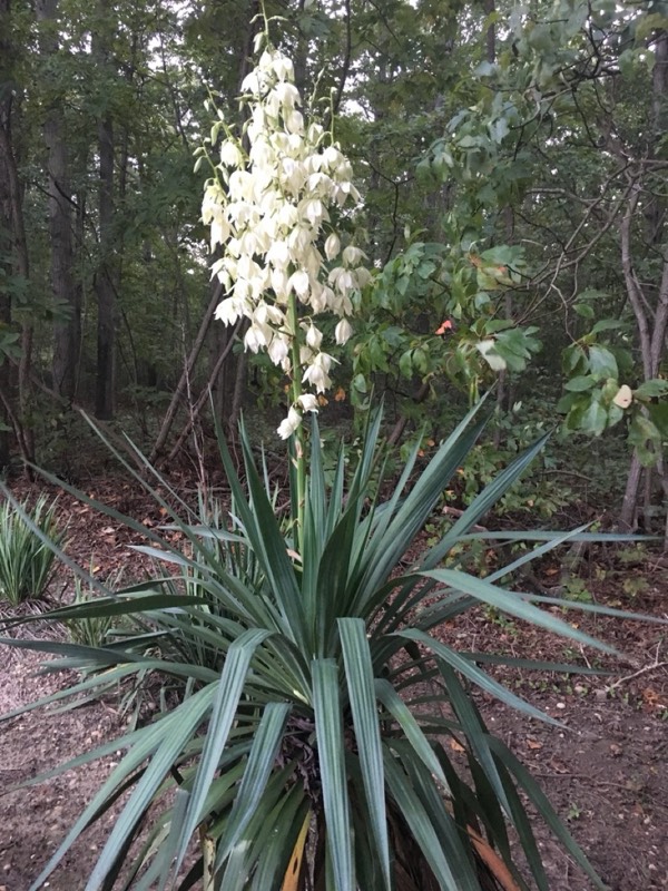 Yucca palms grown in Franklinville, NJ