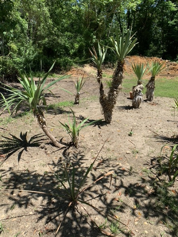 Yucca palms grown in Franklinville, NJ