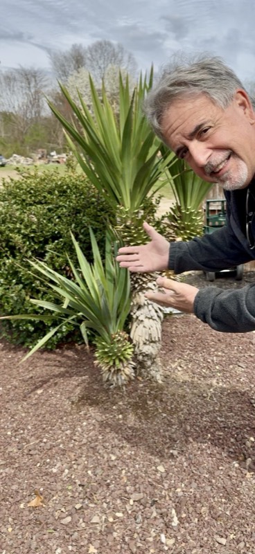 Yucca palms grown in Franklinville, NJ