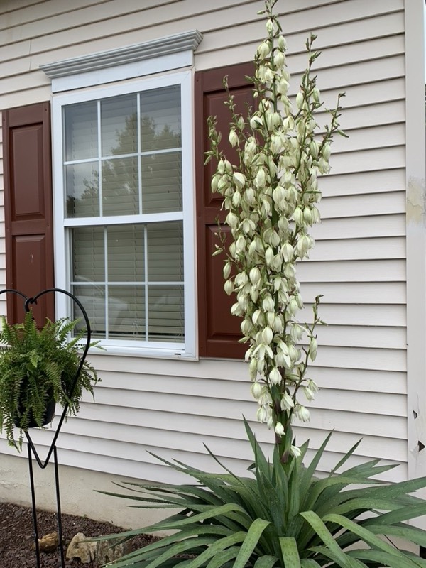 Yucca palms grown in Franklinville, NJ