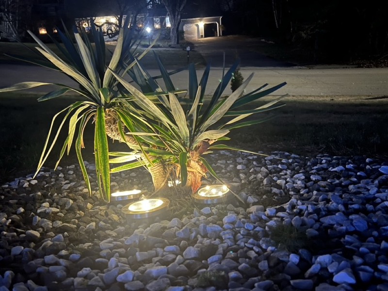 Yucca palms grown in Franklinville, NJ