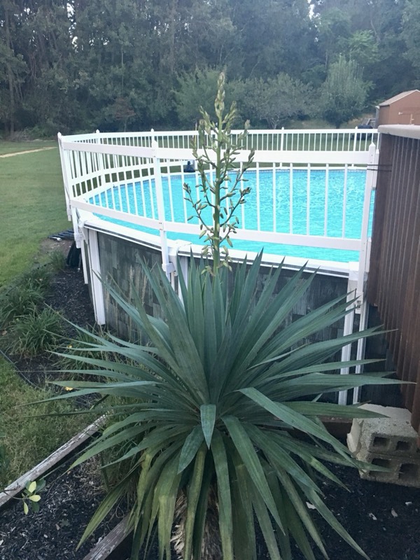 Yucca palms grown in Franklinville, NJ