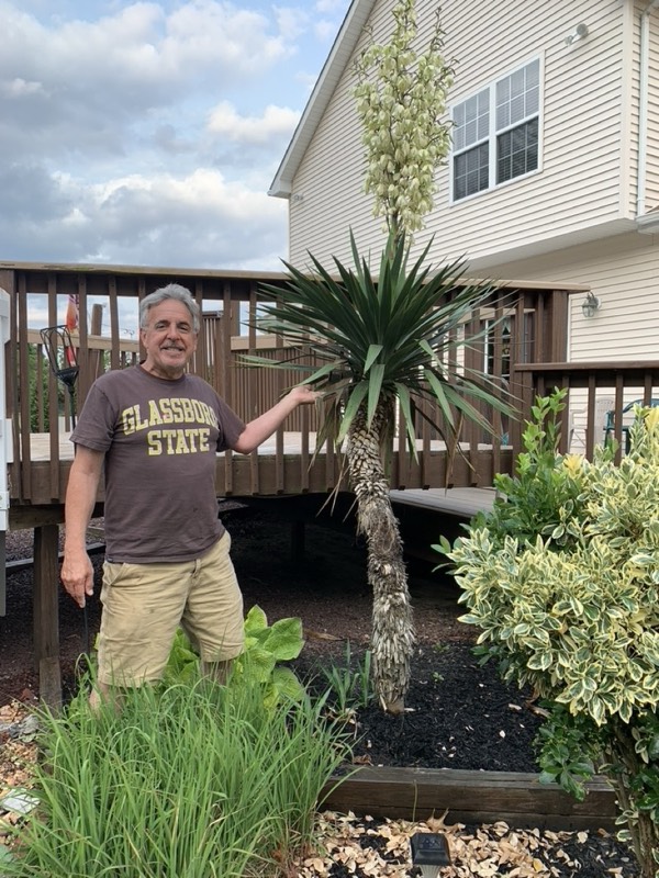 Yucca palms grown in Franklinville, NJ