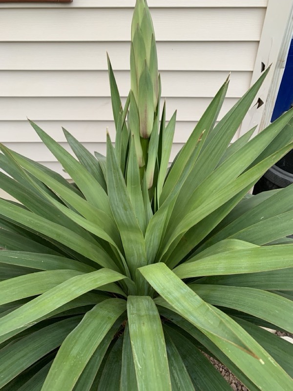 Yucca palms grown in Franklinville, NJ