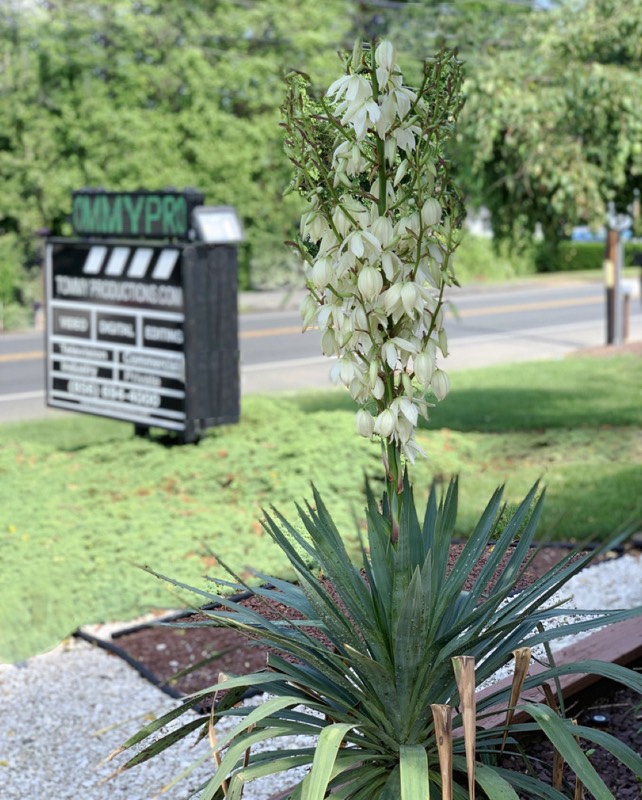 Yucca palms grown in Franklinville, NJ