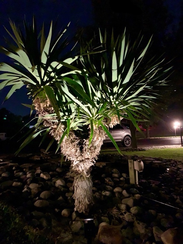 Yucca palms grown in Franklinville, NJ