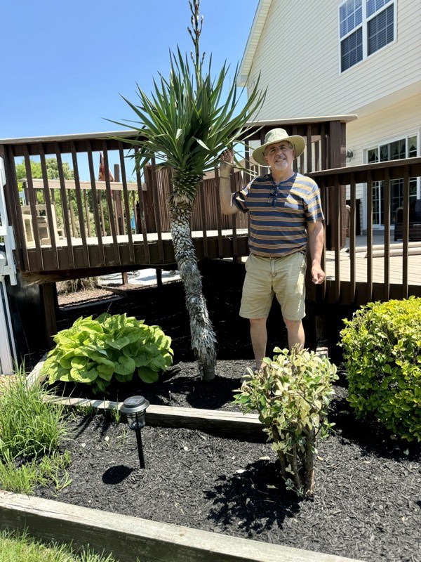 Yucca palms grown in Franklinville, NJ