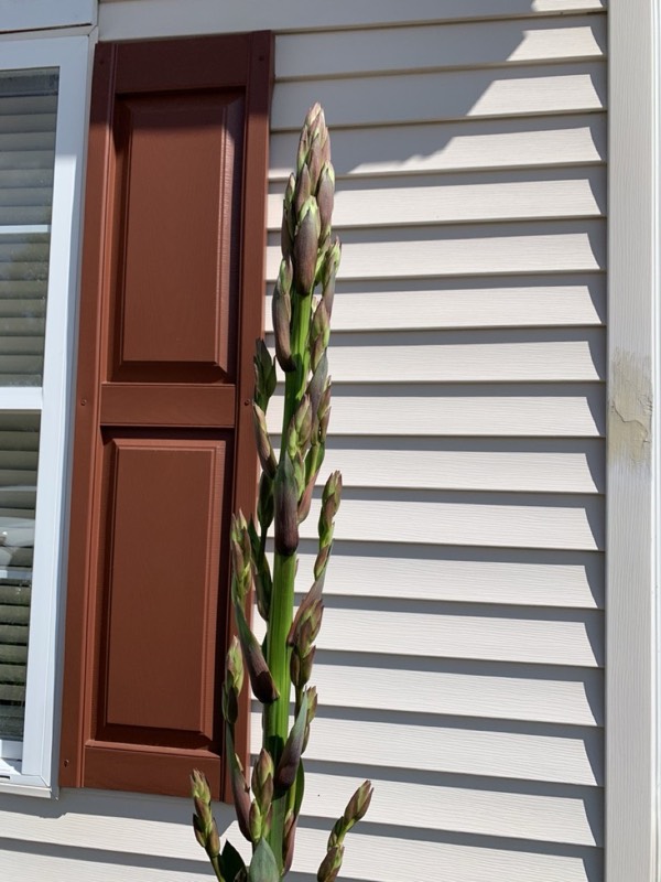 Yucca palms grown in Franklinville, NJ
