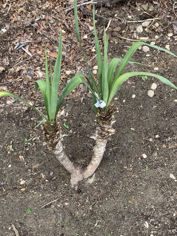 Yucca palms grown in Franklinville, NJ