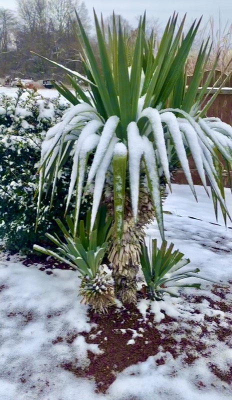 Yucca palms grown in Franklinville, NJ