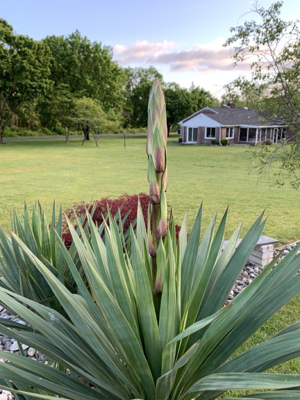 Yucca palms grown in Franklinville, NJ