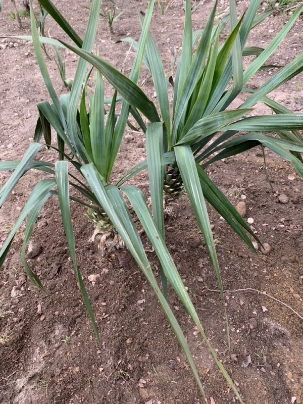 Yucca palms grown in Franklinville, NJ