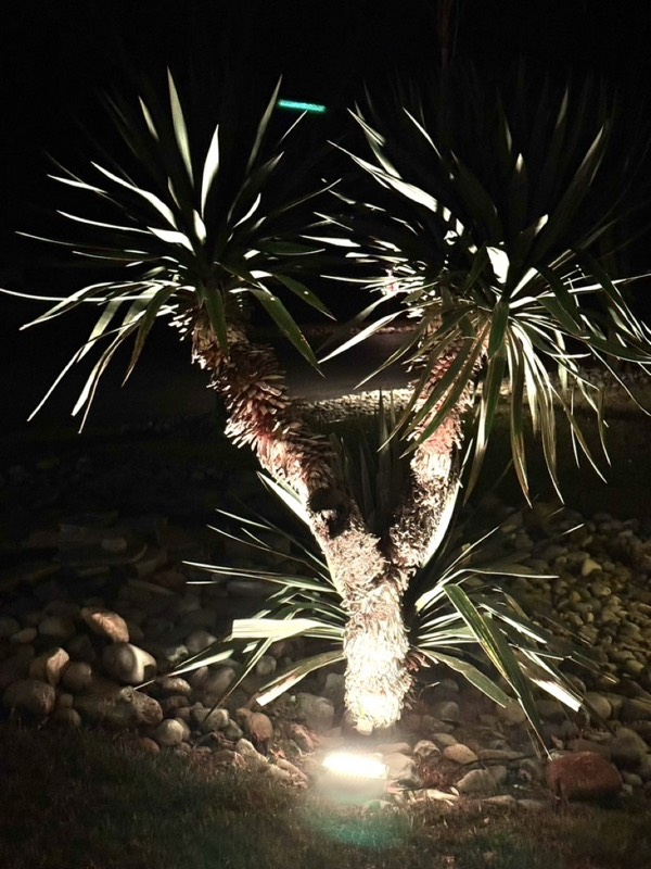 Yucca palms grown in Franklinville, NJ