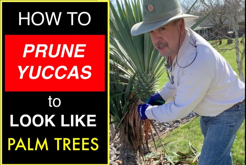 Yucca palms grown in Franklinville, NJ
