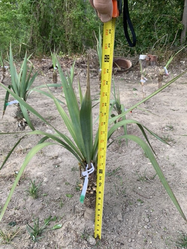 Yucca palms grown in Franklinville, NJ