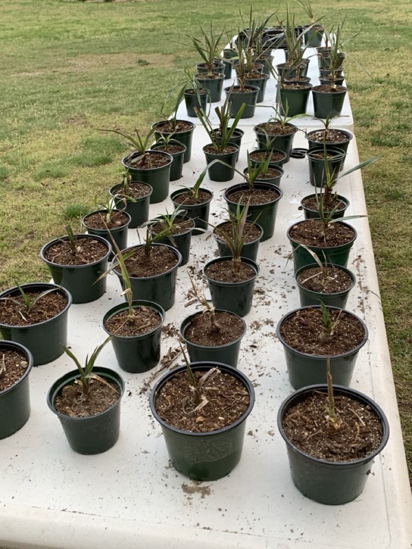 Yucca palms grown in Franklinville, NJ
