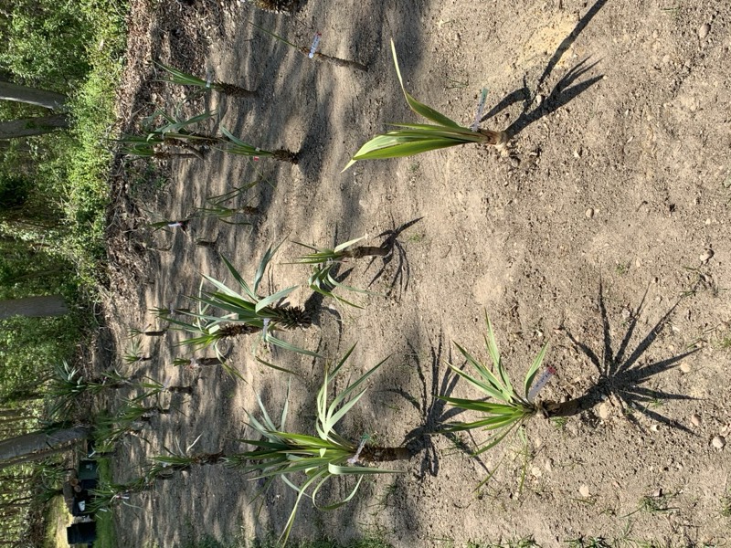 Yucca palms grown in Franklinville, NJ