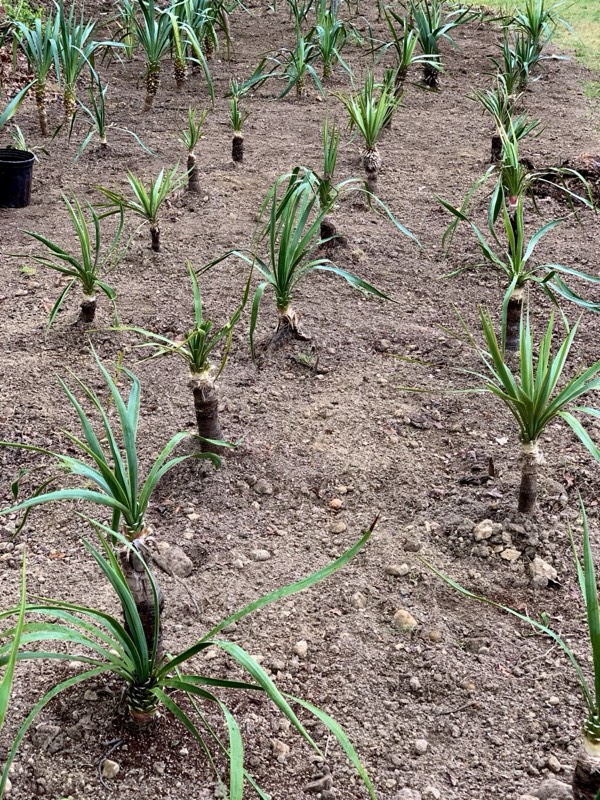 Yucca palms grown in Franklinville, NJ