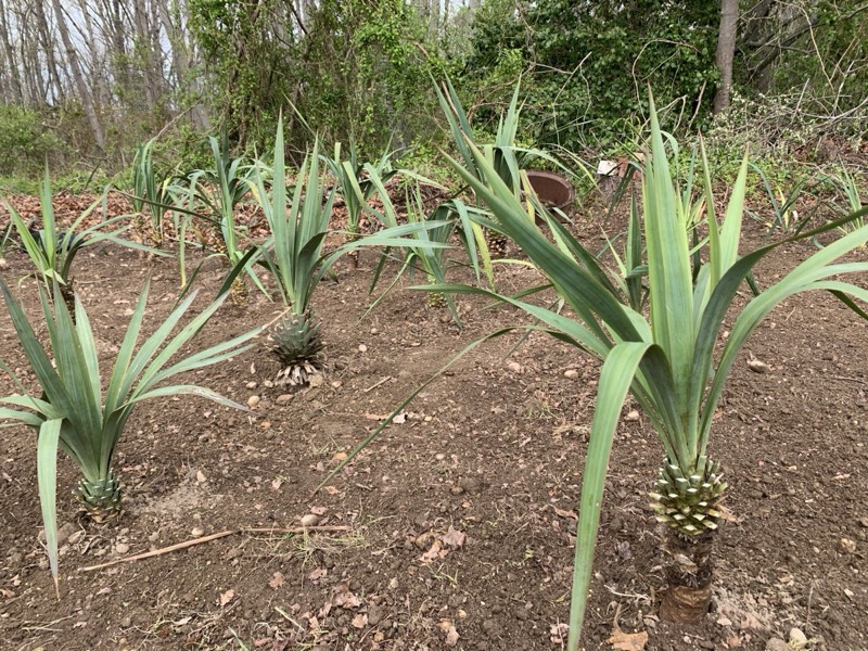Yucca palms grown in Franklinville, NJ