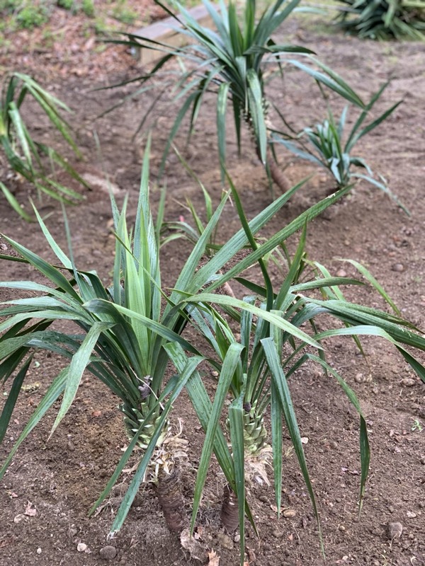 Yucca palms grown in Franklinville, NJ