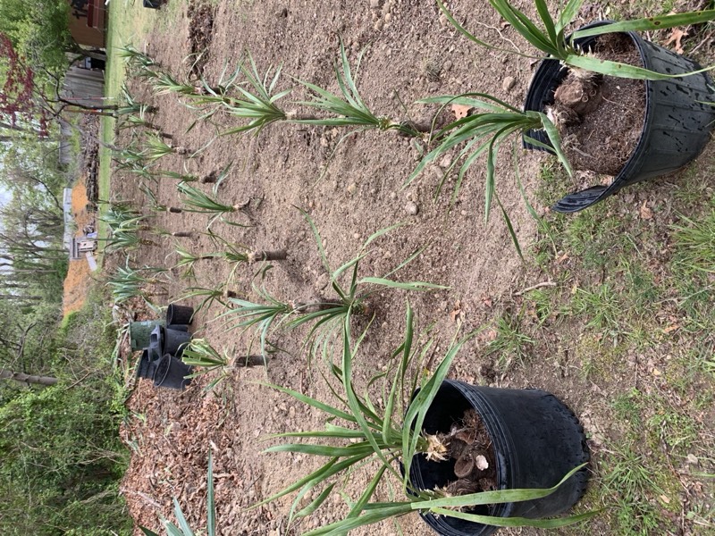 Yucca palms grown in Franklinville, NJ