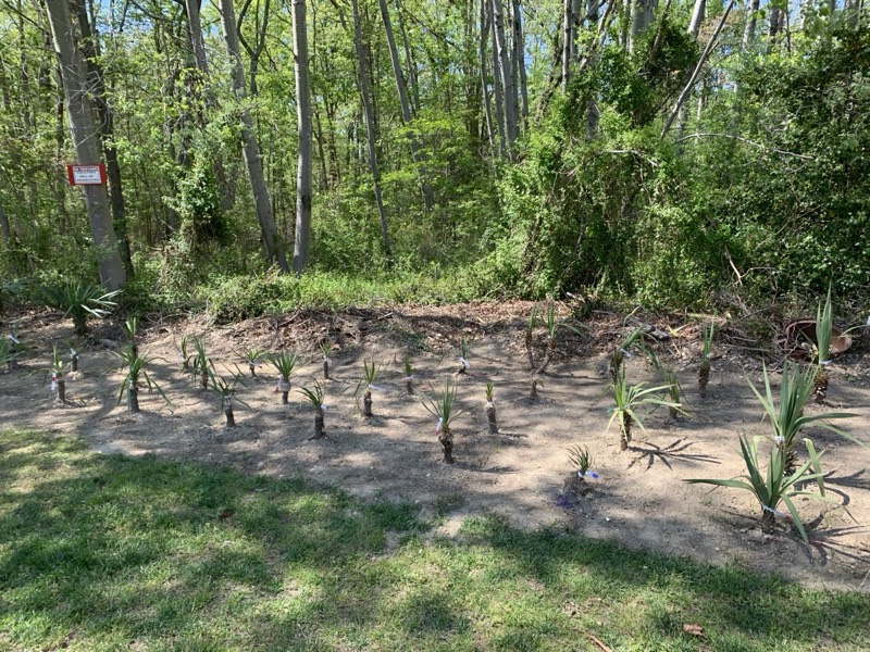 Yucca palms grown in Franklinville, NJ