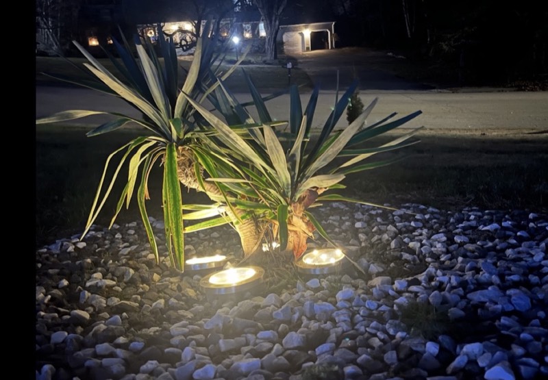 Yucca palms grown in Franklinville, NJ