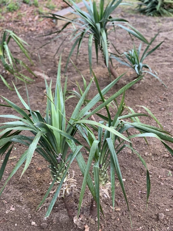 Yucca palms grown in Franklinville, NJ