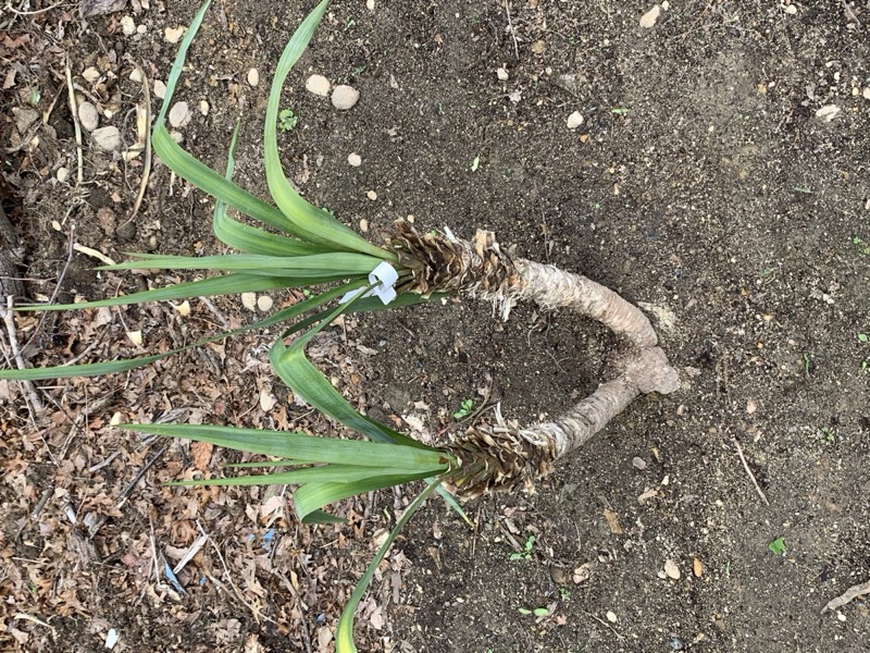 Yucca palms grown in Franklinville, NJ