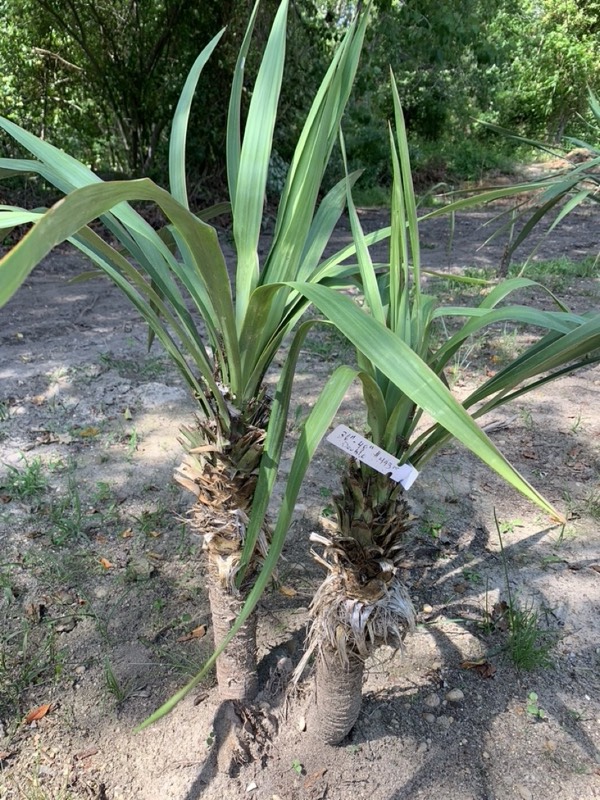 Yucca palms grown in Franklinville, NJ