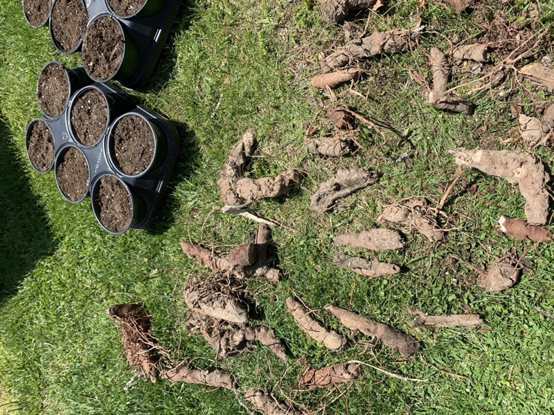 Yucca palms grown in Franklinville, NJ