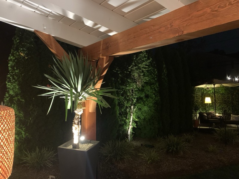 Yucca palms grown in Franklinville, NJ