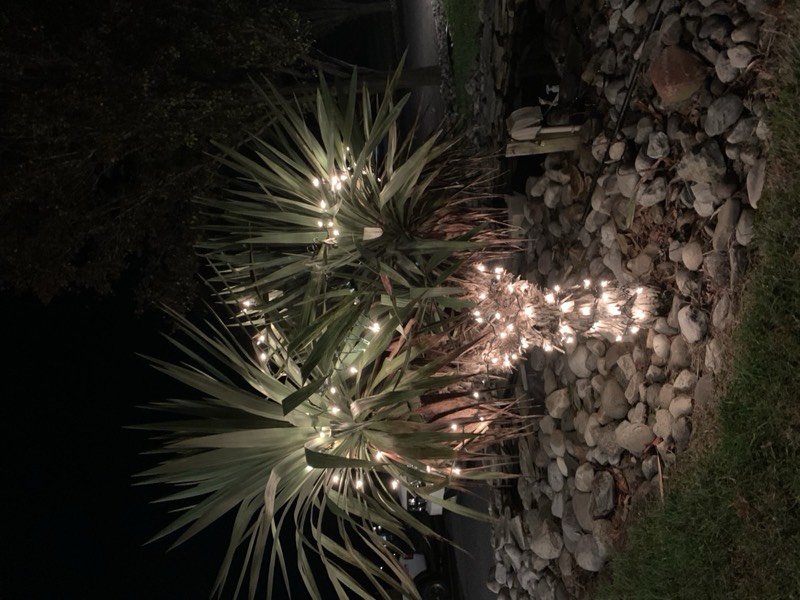 Yucca palms grown in Franklinville, NJ