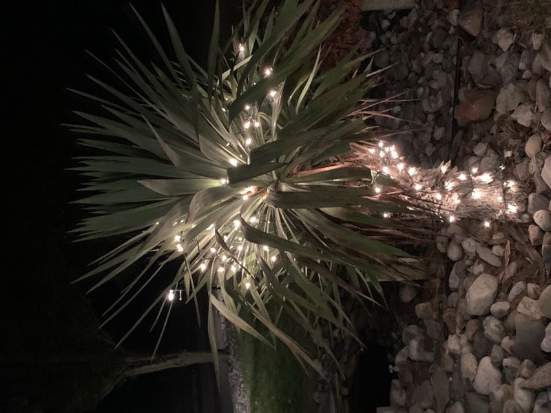 Yucca palms grown in Franklinville, NJ