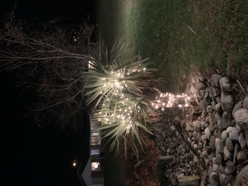 Yucca palms grown in Franklinville, NJ